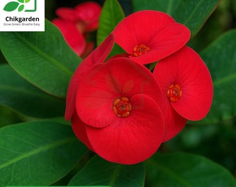 Thai Red Crown of Thorns Euphorbia Milii Live Plant: Approx 7 Inches Tall Flower