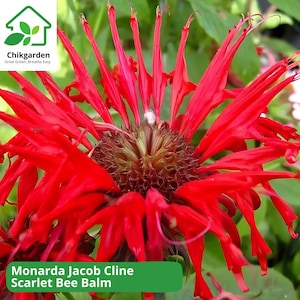 Scarlet Bee Balm Plant: Jacob Cline Monarda - Hummingbird & Pollinator Favorite