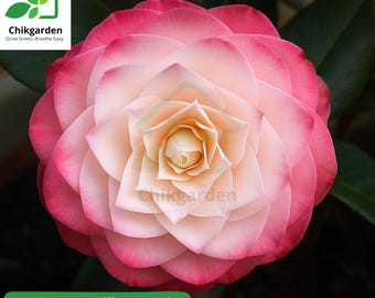 Nuccio's Cameo**unique Blooms**camellia Japonica-live Starter Plant - Etsy