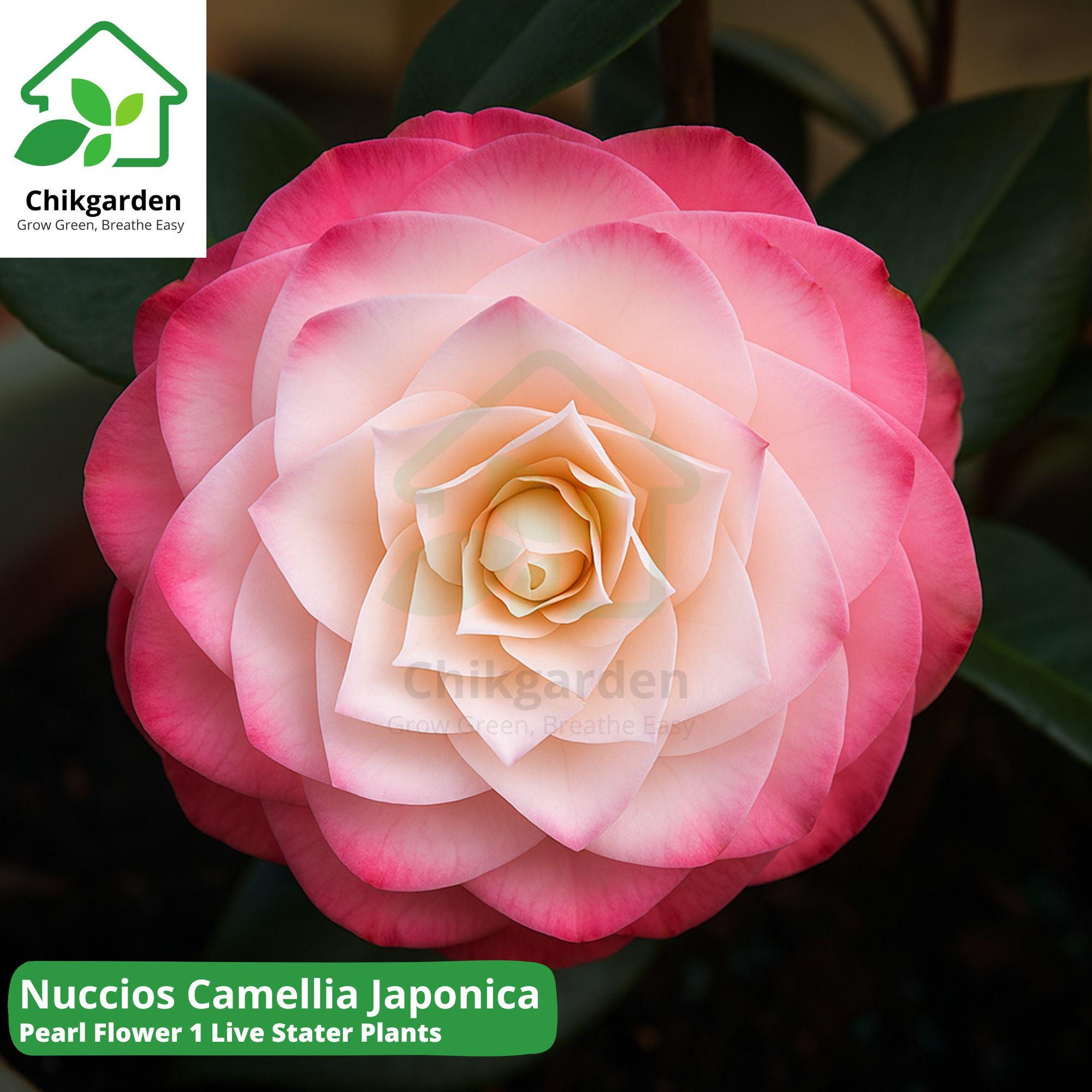 Nuccio's Pearl Camellia Japonica Starter Plant: White Pink Blooms, Garden  Shrub - Etsy