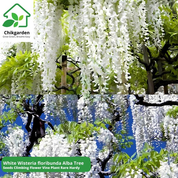 White Wisteria Seeds  Fragrant Japanese Climbing Vine - Etsy Israel