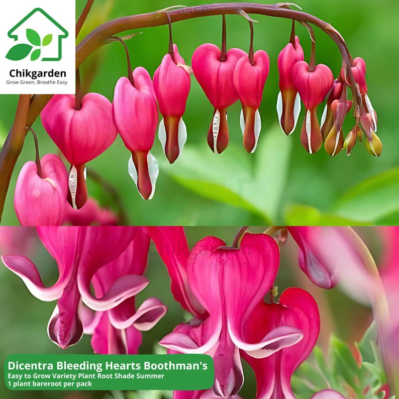 Easy to Grow Dicentra Boothman's Variety Bleeding Heart Plant Root (1 ...