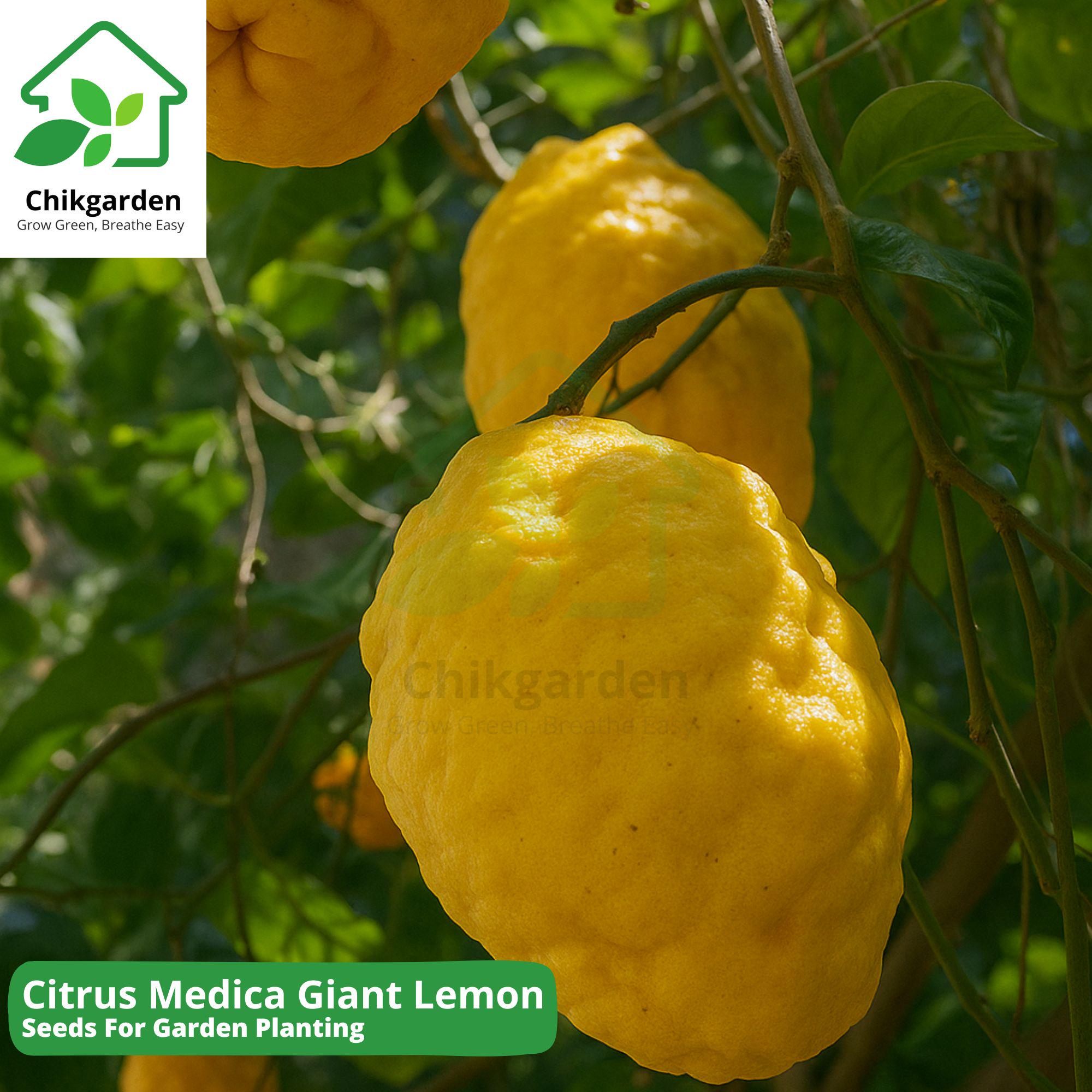 Citrus Medica Seeds - Etrog Citron, Gusto Di Limone Acido - Foto 8