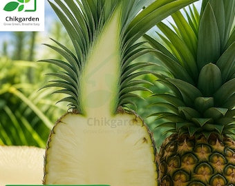 Sugar Loaf Pineapple Plant: Sweet Tropical Fruit, Edible Core