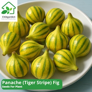 May include: A white plate holds several Panache (Tiger Stripe) figs. The figs are yellow with green stripes. The image also includes the text "Chikgarden Grow Green, Breathe Easy" and "Panache (Tiger Stripe) Fig Seeds For Plant".