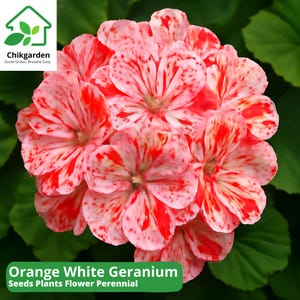 May include: Close-up of a cluster of orange and white geranium flowers. The petals are speckled with red and white patterns. The image includes the text "Orange White Geranium Seeds Plants Flower Perennial."