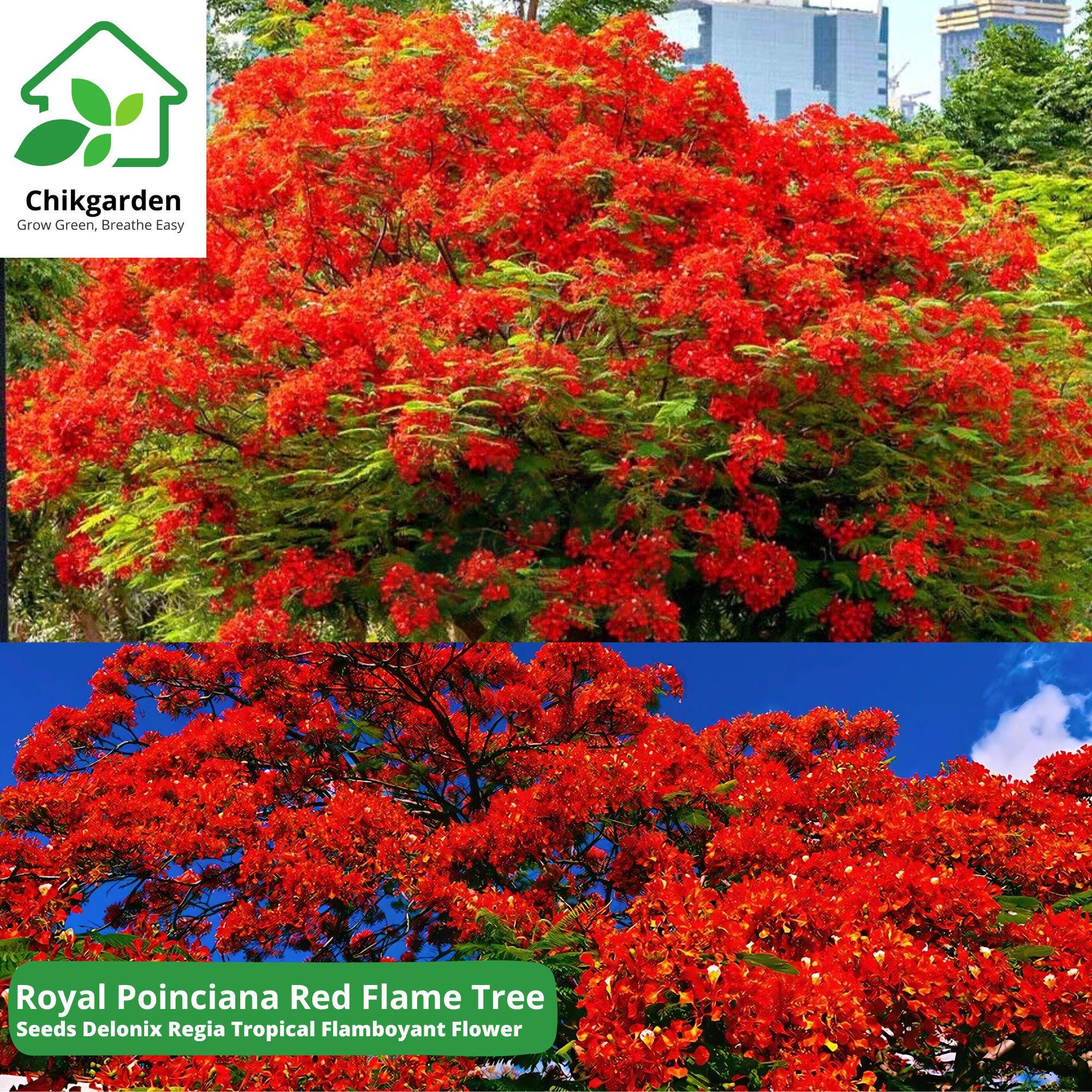 Royal Poinciana Red Flame Tree Seeds | Delonix Regia | Tropical ...