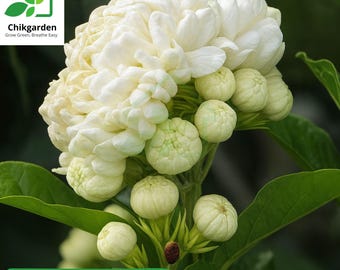 Grand Duke of Tuscany Jasmine: Jasminum Sambac, Small Rooted Starter Plant, Fragrant Arabian Jasmine