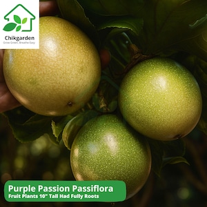 2 Purple Passion Fruit Plants: Sweet Tropical Vine, Passiflora edulis &#39;Possum&#39;