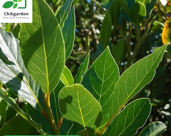 Bay Laurel Tree (Laurus Nobilis): Live Culinary Herb Plant