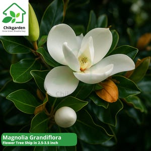 Southern Magnolia Tree (1) Live Plant, Magnolia Grandiflora, Evergreen Shade Tree with Fragrant White Blooms, Hardy Landscape Garden Plant