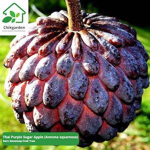 Thai Purple Sugar Apple Seeds – Annona squamosa – Rare Tropical Fruit Tree – 10 Seeds