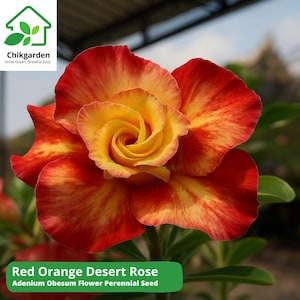 Red-Orange Desert Rose Seeds: Adenium Obesum, Tropical Bonsai