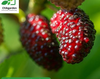 Dwarf Everbearing Mulberry Tree: Live Plant Plug, Sweet Fruit