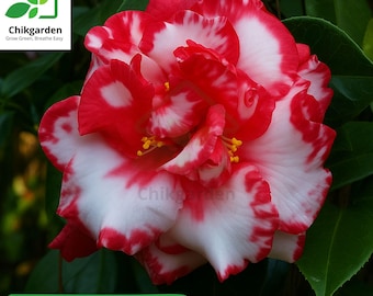Camellia Japonica 'blood of China' - Japanese Camellia - 3 Gallon Pot -  Live Plant - Etsy