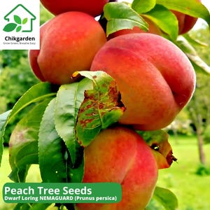 May include: Close-up of ripe peaches growing on a tree branch. The peaches are a vibrant orange-red color and have a fuzzy texture. The leaves of the tree are green and lush. The text "Peach Tree Seeds Dwarf Loring NEMAGUARD (Prunus persica)" is displayed at the bottom of the image.