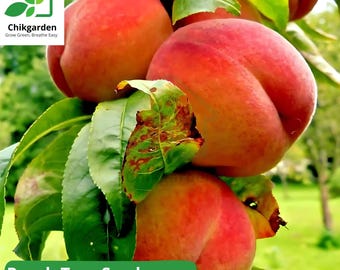 Dwarf Peach Tree Seeds: 'Loring' Nemaguard, Cold Hardy, Sweet Fruit