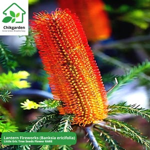 May include: A close-up of a bright orange and yellow flower with the text "Lantern Fireworks (Banksia ericifolia) Little Eric Tree Seeds Flower RARE".