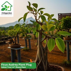 Live Ficus Audrey Plant Plug: Banyan Fig Easy-Care Houseplant (3-6")