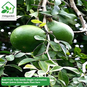 Buy Bahan Traders Rare Tropical Fruit Tree Aegle Marmelos Bael Tree