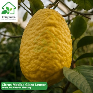 May include: A large, textured, yellow Citrus Medica Giant Lemon fruit hangs from a branch with green leaves. The image includes the text "Citrus Medica Giant Lemon Seeds For Garden Planting" on a green banner.