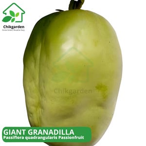 Giant Granadilla Seeds: Tropical Passionfruit Vine (10 or 20 Seeds)
