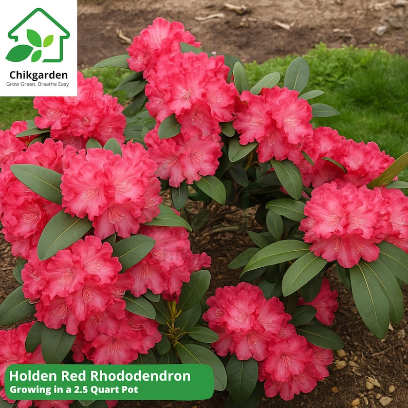 Holden Red Rhododendron | Live Plant in Grow Bag | 2.5 QT Size - Etsy