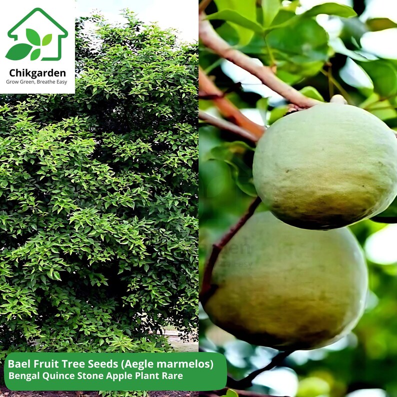 Buy Bahan Traders Rare Tropical Fruit Tree Aegle Marmelos Bael Tree