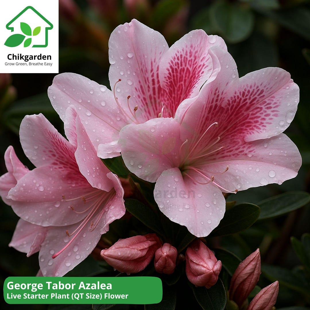 George Tabor Azalea: Southern Indica (1 QT Size) (1 Live Plant) - Etsy