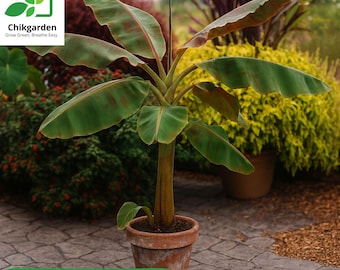 Musa Dwarf Cavendish: Starter Live Banana Tree Plant (4–6 Inches Tall)