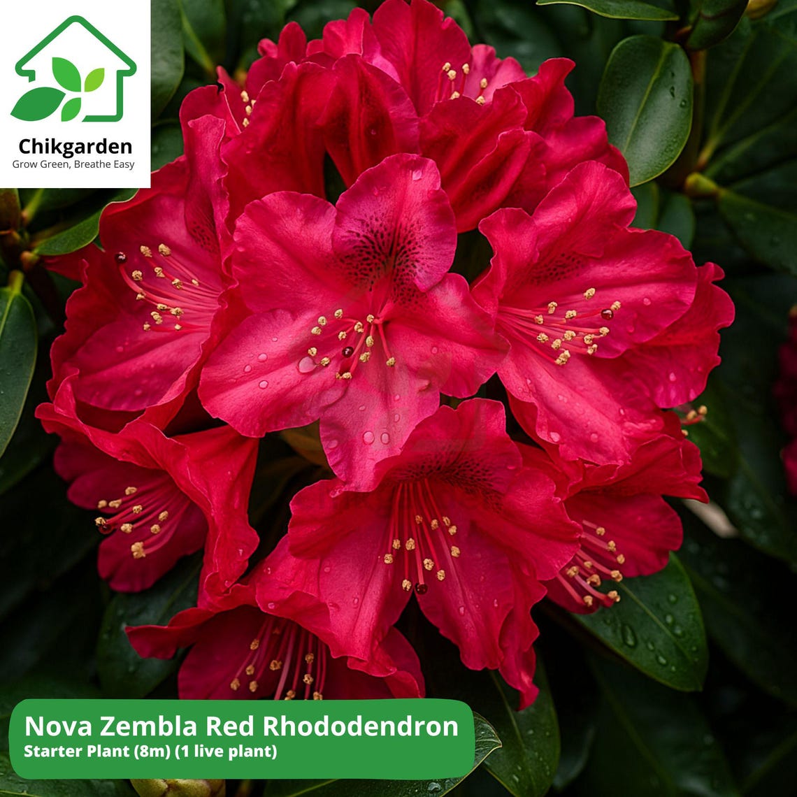 Nova Zembla Red Rhododendron: 1 Live Starter Plant (no Pot) | Hardy ...