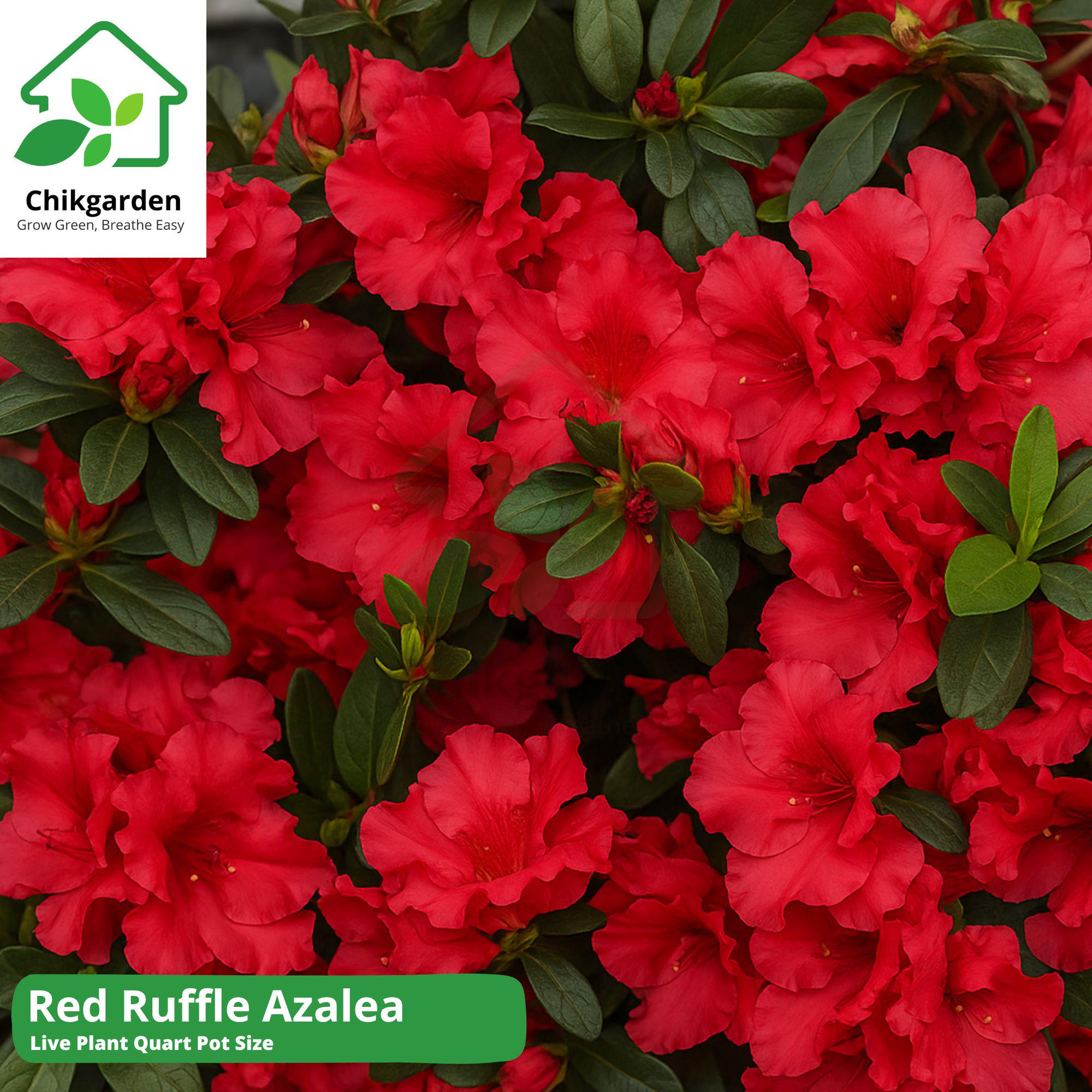 Red Ruffle Azalea: Rutherford Hybrid, Flower Live Plant, 1 Quart Pot ...