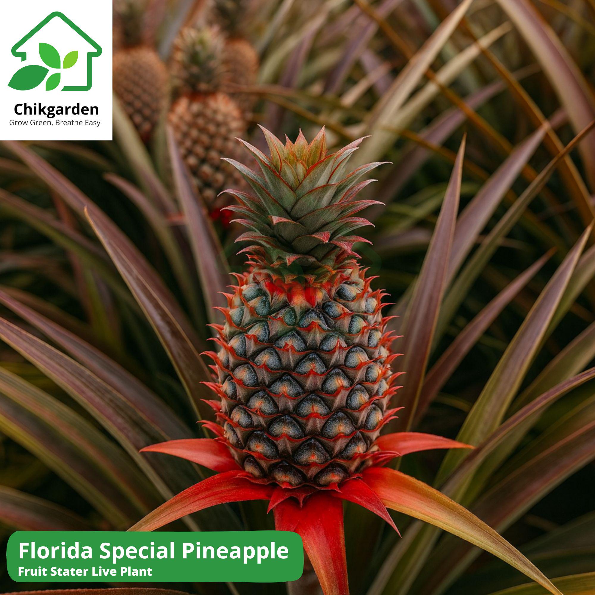 buy philodendron online canada Order Brazil Philodendron in Canada