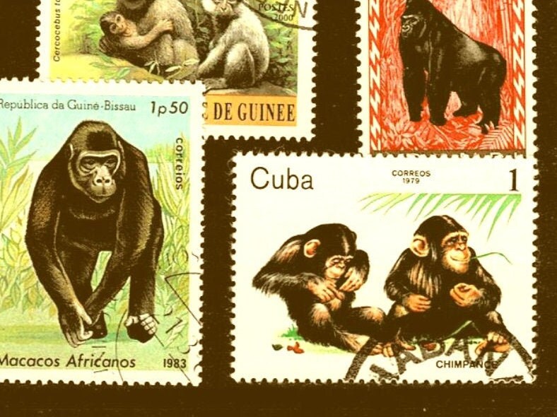 Great Ape Postage Stamp Selection - Gorilla, orangutan, monkey, chimpanzee Great Ape Postage Stamp Selection - Gorilla, orangutan, monkey, chimpanzee