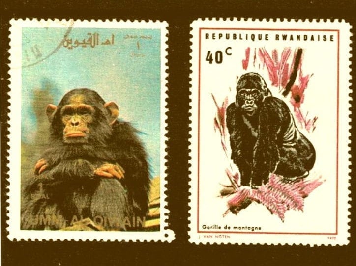 Great Ape Postage Stamp Selection - Gorilla, orangutan, monkey, chimpanzee Great Ape Postage Stamp Selection - Gorilla, orangutan, monkey, chimpanzee