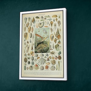 Adolphe Millot Mollusques Vintage French Encyclopedia Print | Shell Octopus Ocean Wall Art