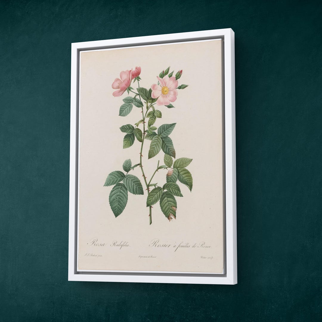 Pitoraize Rouses Redouté Roses Pl. 149, Prairie Rose - Etsy Canada
