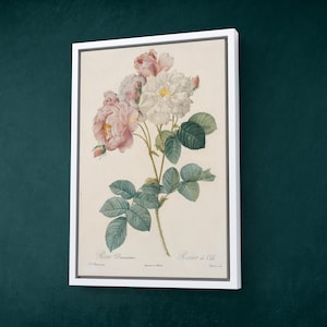 May include: A framed botanical print featuring a detailed illustration of roses. The artwork showcases pink and white roses with green leaves and stems. The print is set against a cream background and framed in a white border.