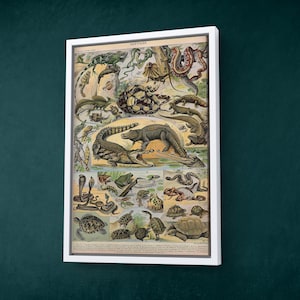 Adolphe Millot Reptilien Vintage französische Enzyklopädie Druck | Schlange-Krokodil-Eidechsen-Wand-Kunst