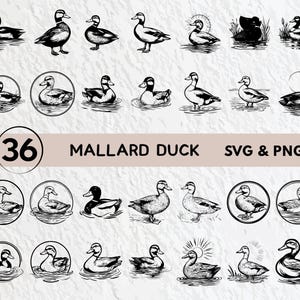 Mallard Duck Svg Bundle, Mallard Duck Silhouette, Mallard Duck Clipart Png, Mallard Duck Vector, Mallard Duck Logo Icon Decal Cut Files Svg