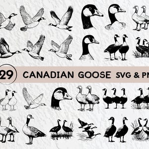 Canadian Goose Svg Bundle, Wild Canadian Goose Silhouette, Flying Canadian Goose Clipart, Canadian Goose Outline, Canadian Goose Vector Icon