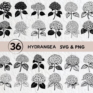 May include: A set of 36 black and white hydrangea flower SVG and PNG digital clip art files. The flowers are drawn in a detailed, realistic style.