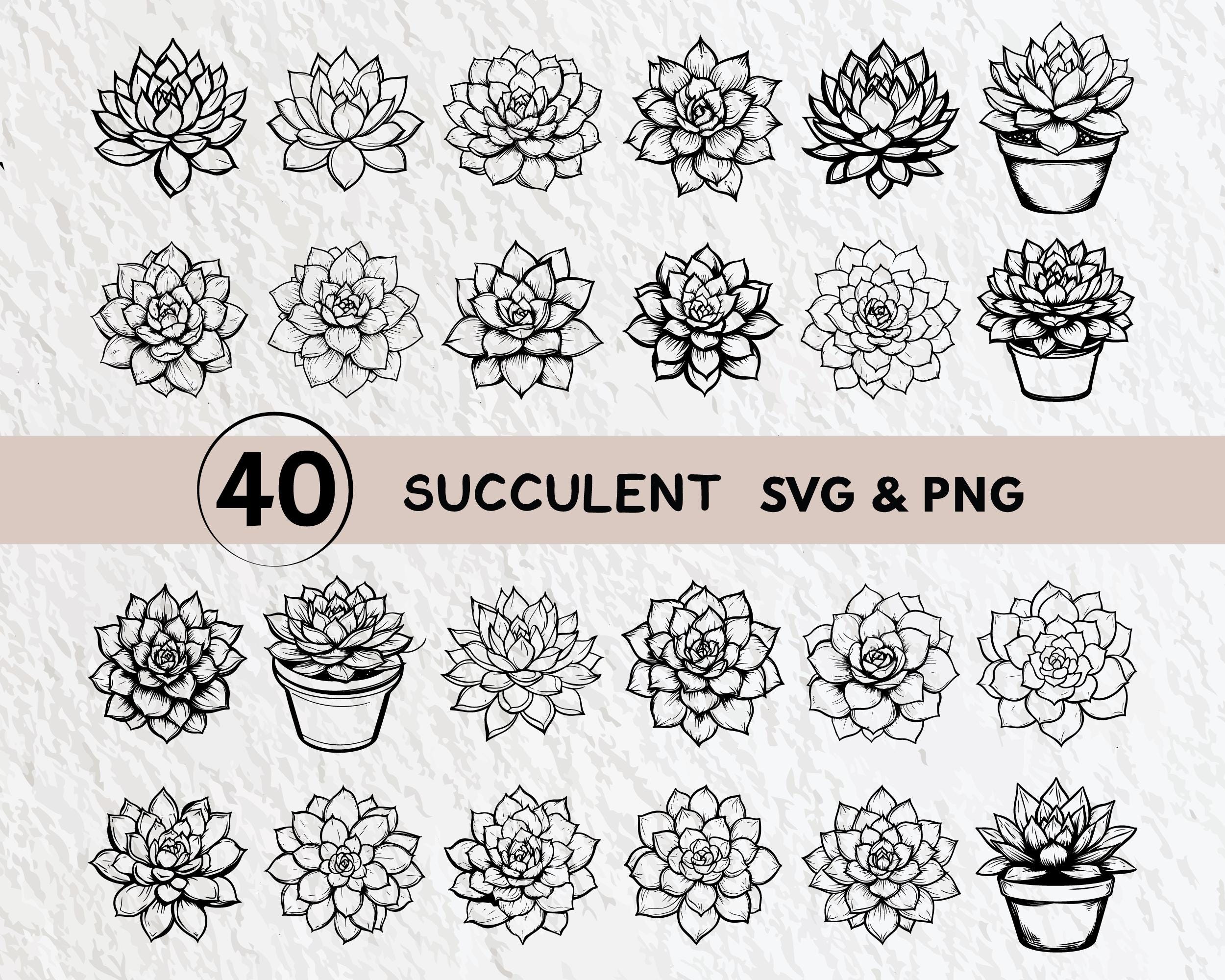 rare succulents for sale near me 2.5'' Echeveria Rock Sugar Crystals, Rare Live Succulent Plants   cocosucculent