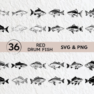 Red Drum Fish Svg Bundle, Red Drum Fish Silhouette, Red Drum Fish Clipart Png, Red Drum Fish Outline, Red Drum Fish Vector Logo Icon Files