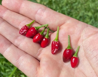 Certain Death - Rare Blue Ribbon Pepper Seed Premium Packet - Thai Hot Peppers - Non-GMO HOT pepper seeds - Open Pollinated - gardener gift