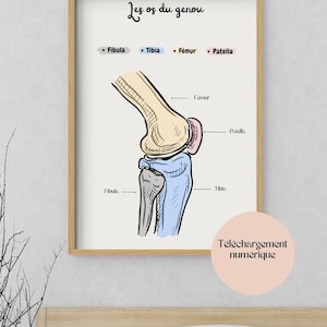 knee bone poster, anatomy poster, human anatomy, doctor poster, chiropractor poster, medical art, anatomy drawing to print, knee