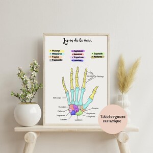 Anatomy poster, hand bones poster, human anatomy, doctor poster, chiropractor poster, decoration, anatomy drawing to print