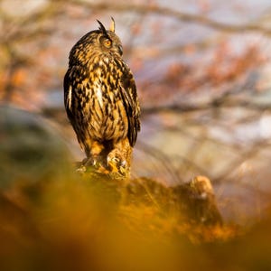 Printable Wildlife photo of eagle owl |Instant Digital Download| Bird photography | Animal Photography | Nature Photography | Wall Art