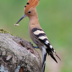 Printable Wildlife photo of hoopoe |Instant Digital Download| Bird photography | Animal Photography | Nature Photography | Wall Art