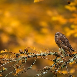 Fotografía de vida salvaje imprimible de autillo / Descarga digital instantánea / Fotografía de aves / Fotografía de animales / Fotografía de naturaleza / Arte mural